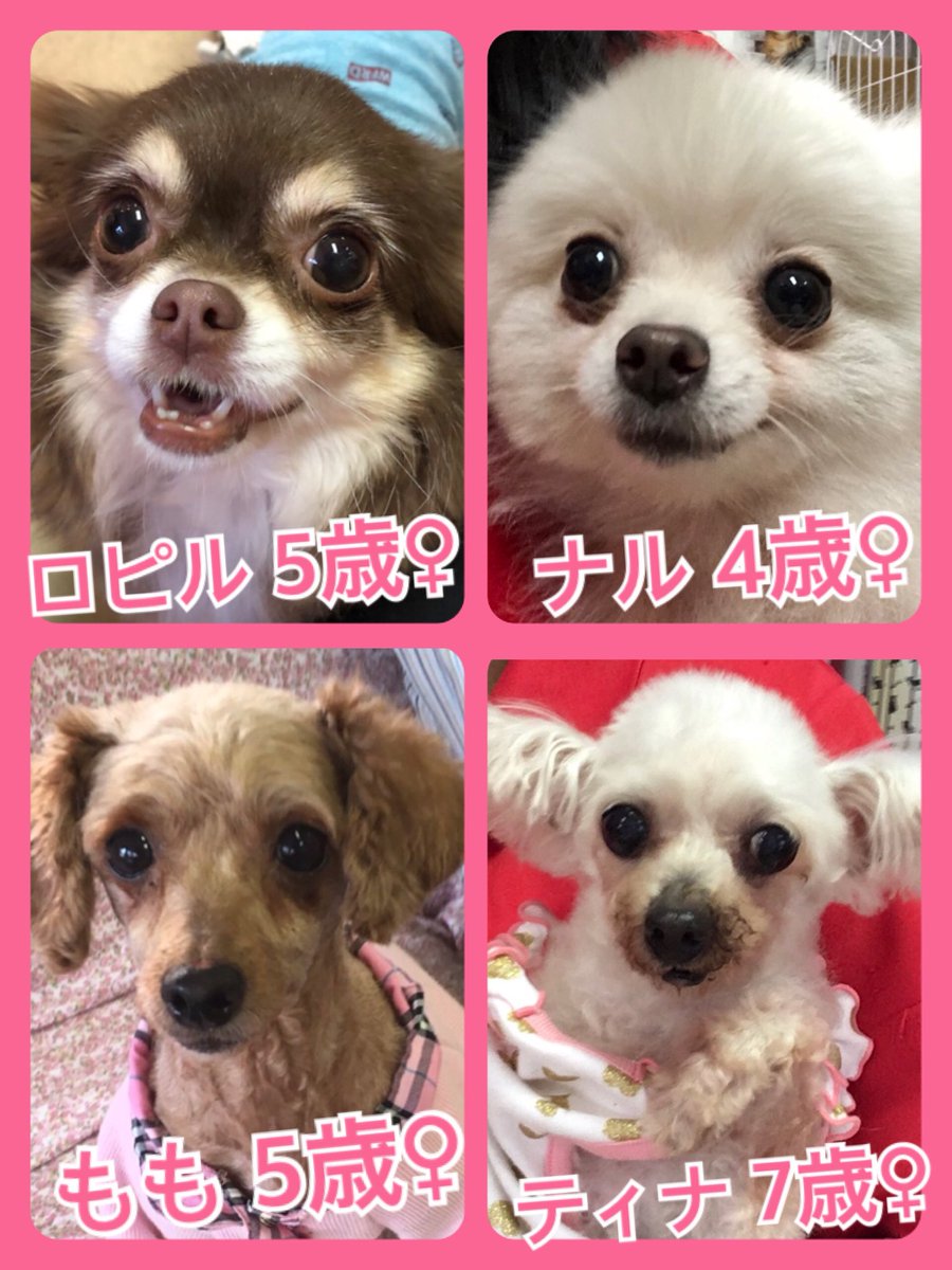 🐾今日の里親様募集中ワンコ🐶メンバーです🐾2019,4,18